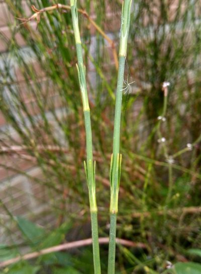 Ephedra americana, photographed by Alfredo F. Fuentes Claros