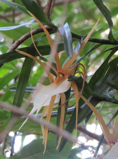 Angraecum viguieri, photographed by Micha Baum