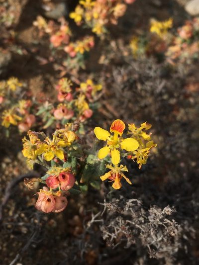 Dinemandra ericoides, photographed by Matt Berger