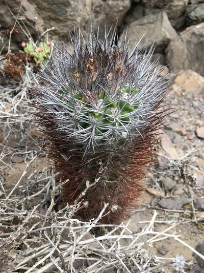 Eriosyce paucicostata, photographed by Matt Berger