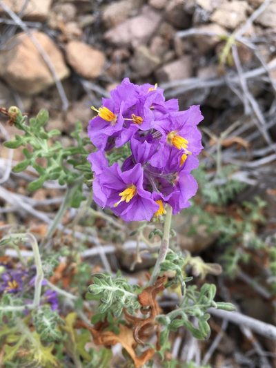Solanum remyanum, photographed by Matt Berger