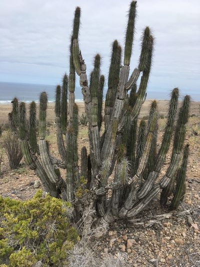 Eulychnia taltalensis, photographed by Matt Berger