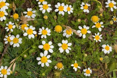 Anthemis secundiramea, photographed by Drepanostoma