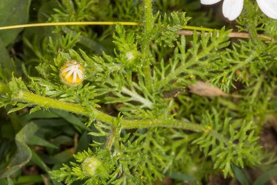 Anthemis secundiramea, photographed by Drepanostoma
