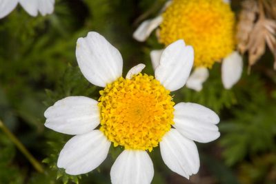 Anthemis secundiramea, photographed by Drepanostoma