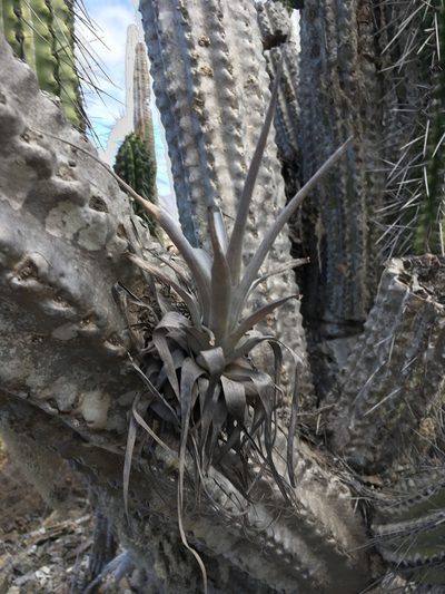 Tillandsia geissei, photographed by Matt Berger