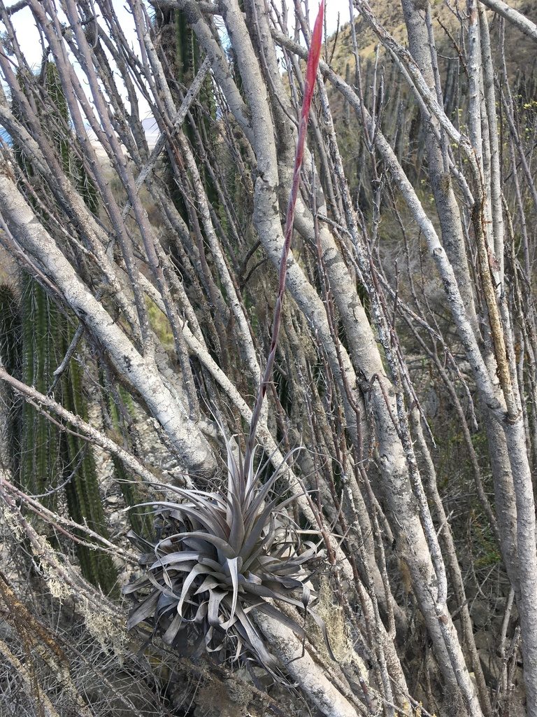 Tillandsia geissei, photographed by Matt Berger