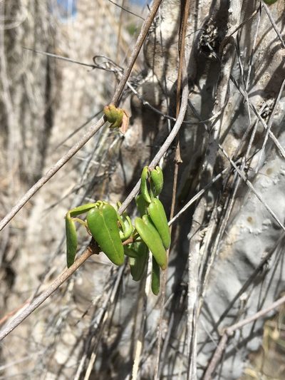 Diplolepis boerhaviifolia, photographed by Matt Berger