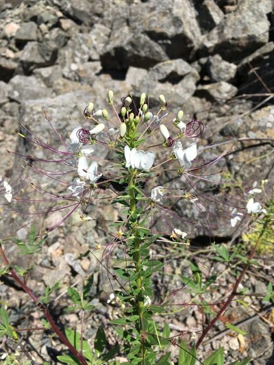 Cleome chilensis, photographed by Matt Berger