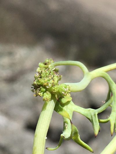 Domeykoa oppositifolia, photographed by Matt Berger