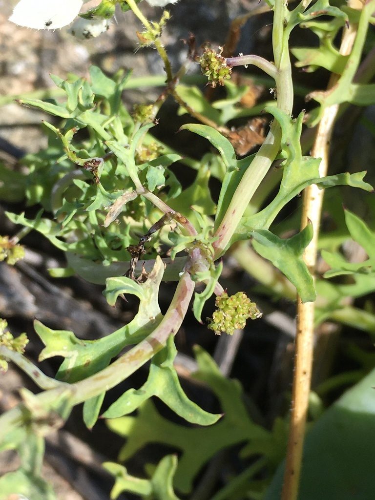 Domeykoa oppositifolia, photographed by Matt Berger