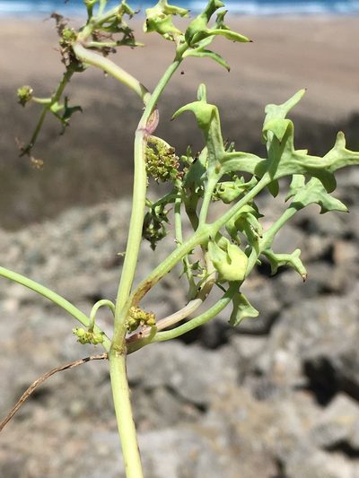 Domeykoa oppositifolia, photographed by Matt Berger