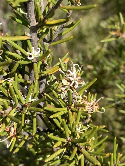 Grevillea australis, photographed by Guy Taseski