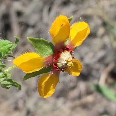 Loasa nitida, photographed by Matt Berger