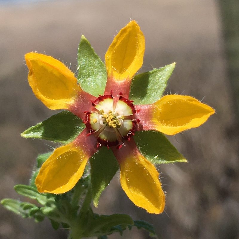 Loasa nitida, photographed by Matt Berger