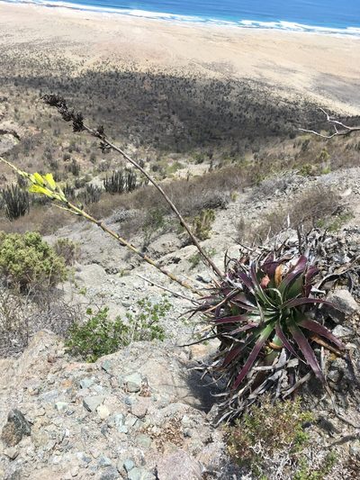 Puya boliviensis, photographed by Matt Berger