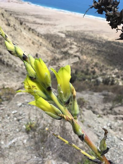 Puya boliviensis, photographed by Matt Berger