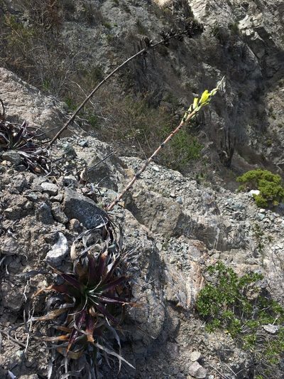Puya boliviensis, photographed by Matt Berger