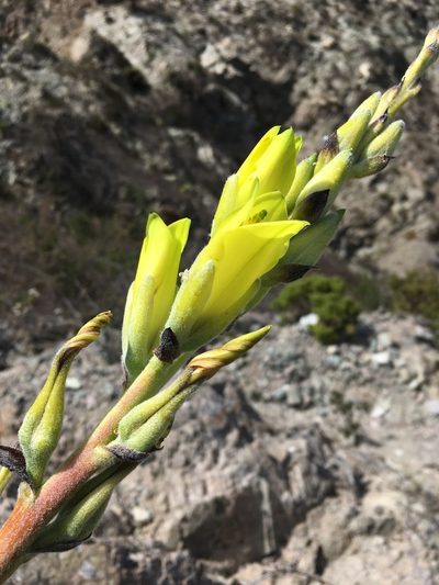 Puya boliviensis, photographed by Matt Berger