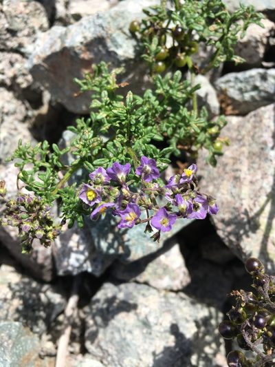 Solanum brachyantherum, photographed by Matt Berger