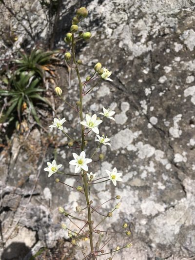 Oziroe biflora, photographed by Matt Berger