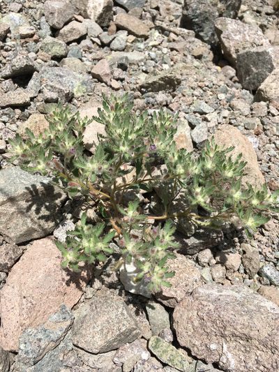 Malesherbia humilis, photographed by Matt Berger