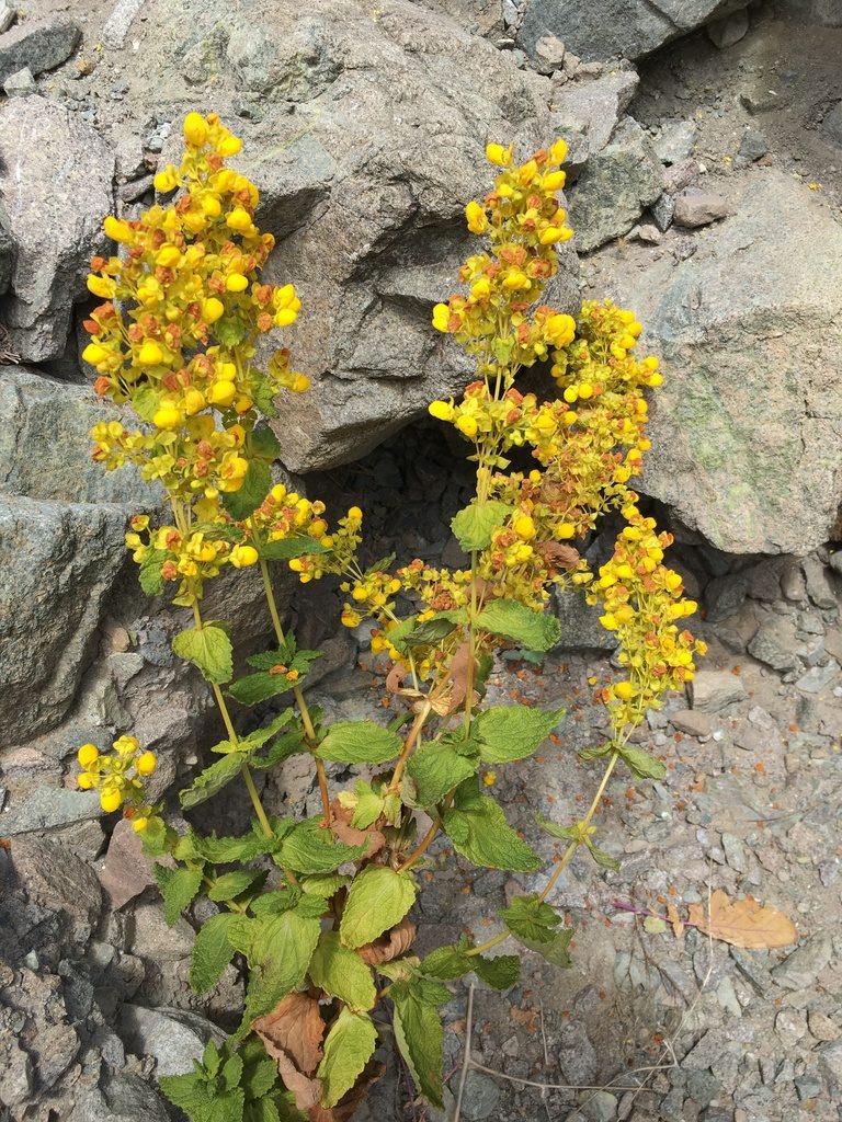 Calceolaria paposana, photographed by Matt Berger