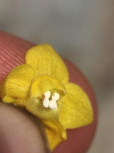 Calceolaria paposana, photographed by Matt Berger