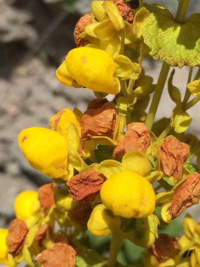 Calceolaria paposana, photographed by Matt Berger