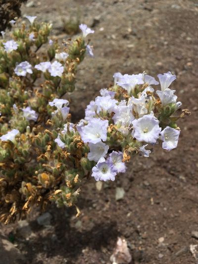 Nolana aplocaryoides, photographed by Matt Berger