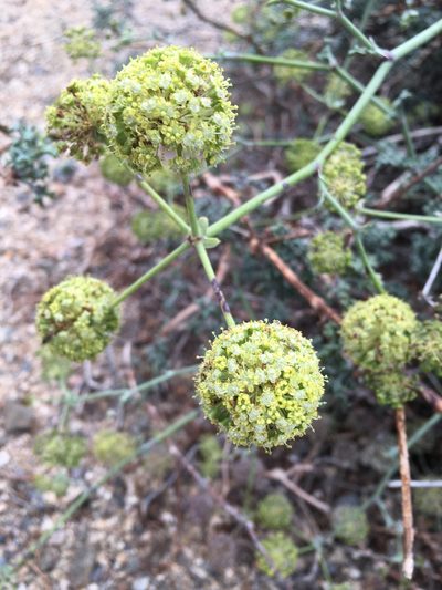 Eremocharis fruticosa, photographed by Matt Berger