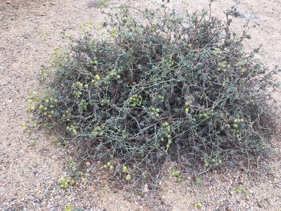 Eremocharis fruticosa, photographed by Matt Berger