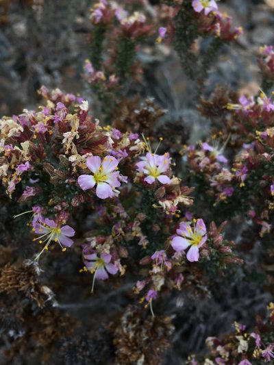 Frankenia chilensis, photographed by Matt Berger