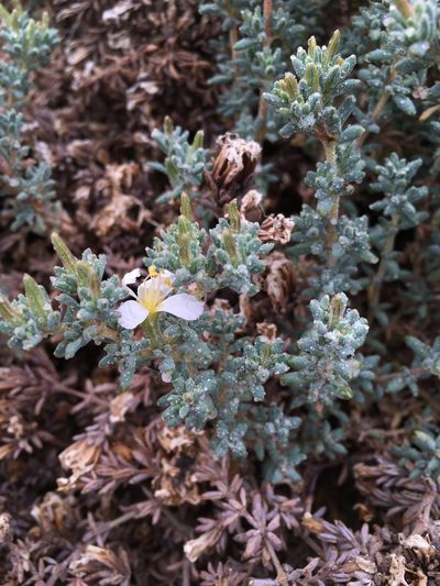 Frankenia chilensis, photographed by Matt Berger