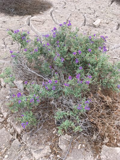 Solanum remyanum, photographed by Matt Berger