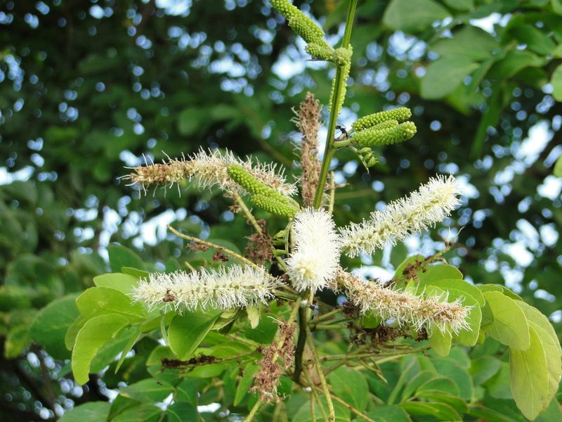 Mimosa caesalpiniifolia, photographed by Diogo Luiz