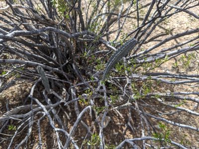 Peniocereus greggii, photographed by Elliot Kulakow