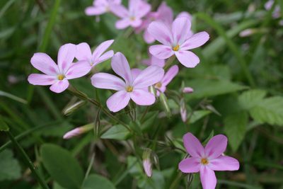 Phlox adsurgens, photographed by Ed Alverson
