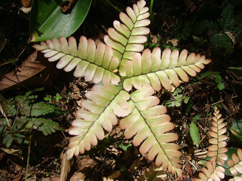 Adiantum humile, photographed by Diogo Luiz