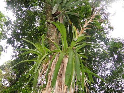 Vriesea gigantea, photographed by Diogo Luiz