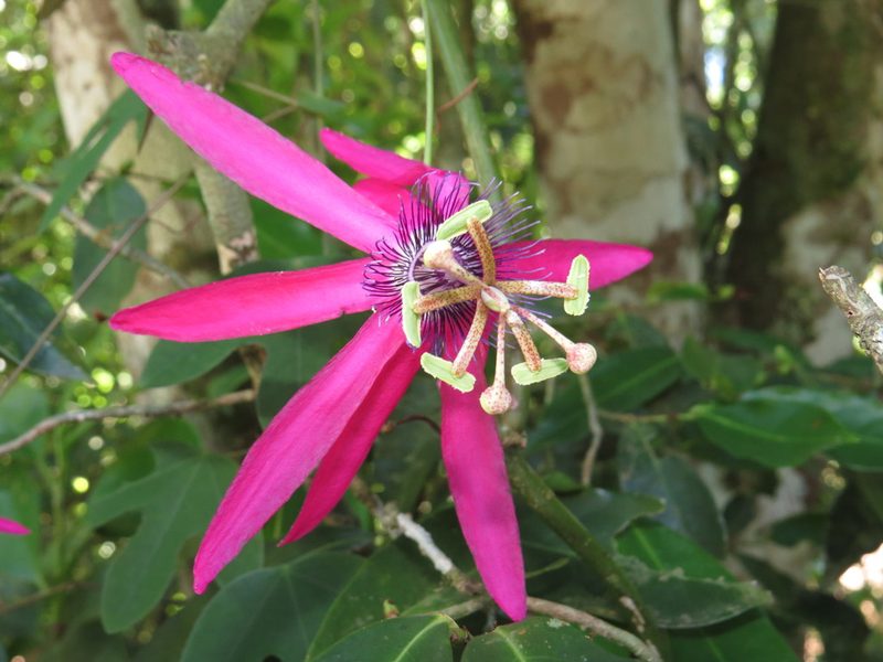 Passiflora kermesina, photographed by Diogo Luiz