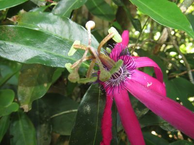 Passiflora kermesina, photographed by Diogo Luiz