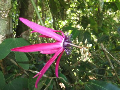 Passiflora kermesina, photographed by Diogo Luiz