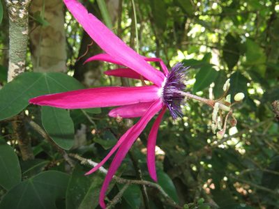 Passiflora kermesina, photographed by Diogo Luiz