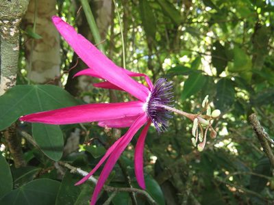 Passiflora kermesina, photographed by Diogo Luiz