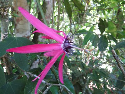 Passiflora kermesina, photographed by Diogo Luiz