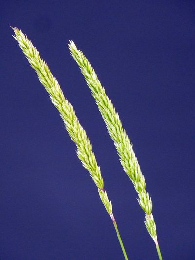 Koeleria capensis, photographed by Jim Sweet