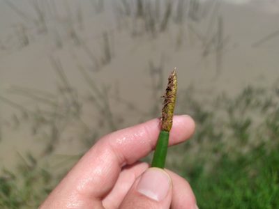 Eleocharis sphacelata, photographed by Paul Bell-Butler