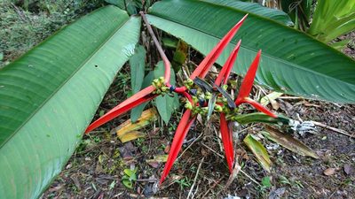 Heliconia acuminata, photographed by Glynn Morris