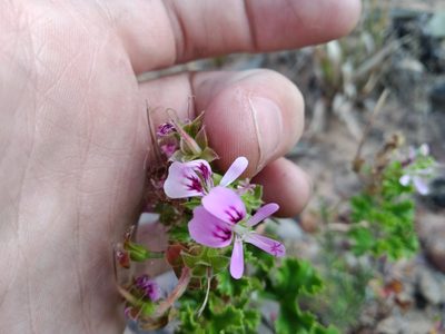 Pelargonium scabroide, photographed by De Waal Hugo